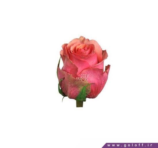 گالری گل رز - گل رز هلندی سامبا - Rose | گل آف